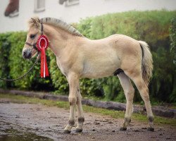 Springpferd Leonidas (Fjordpferd, 2018, von Legolas)