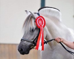 broodmare Miley (Fjord Horse, 2012, from Malte)