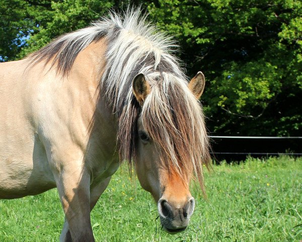 horse Iven vom Hemsberg (Fjord Horse, 2000, from Irving)