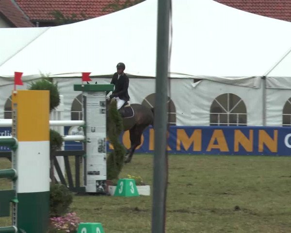 FEI Reitturnier Steinhagen (GER) 2015