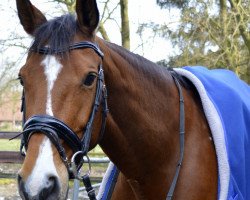 broodmare Quite Cool 3 (Hanoverian, 2005, from Quite Capitol)