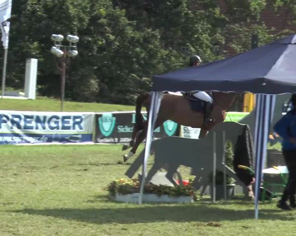 FEI Reitturnier Steinhagen (GER) 2015
