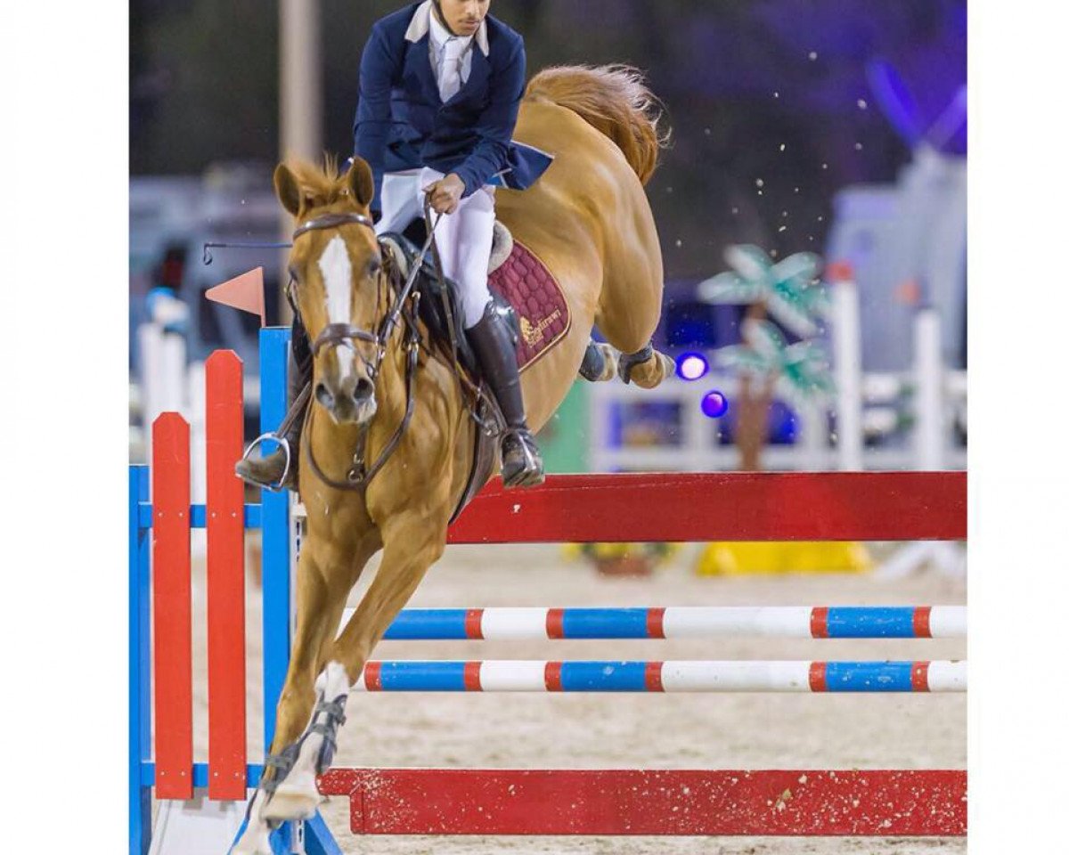 broodmare Quassy du Gisors (Selle Français, 2004, from Hym d'Isigny)