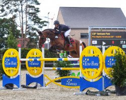 jumper D'Ukase (Belgian Warmblood, 2003, from Heartbreaker)