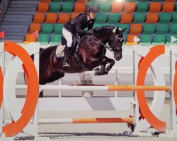 jumper Bluebelle Le Vainqueur CH (Welsh, 2011, from Simply the Best TCF)