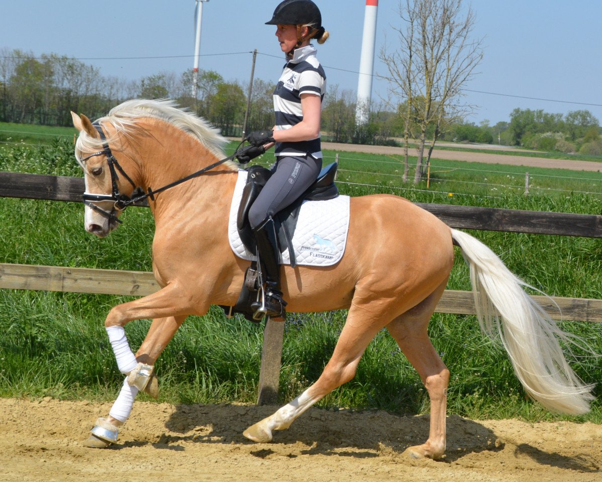 dressage horse Gluckspilz Wf (Westphalian, 2016, from HET Golden Dream)