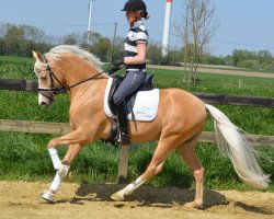 dressage horse Gluckspilz Wf (German Riding Pony, 2016, from HET Golden Dream)