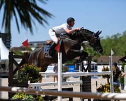 Springpferd Cagno (Holsteiner, 2011, von Casall)