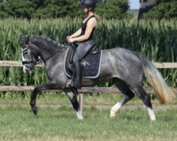 Pferd Altamira Kezeg (Irish Sport Horse, 2016, von Plume de Kezeg)