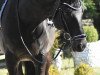 dressage horse Heronymus W (Württemberger, 2009, from Hofrat)