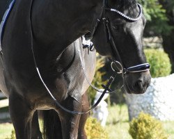 dressage horse Heronymus W (Württemberger, 2009, from Hofrat)