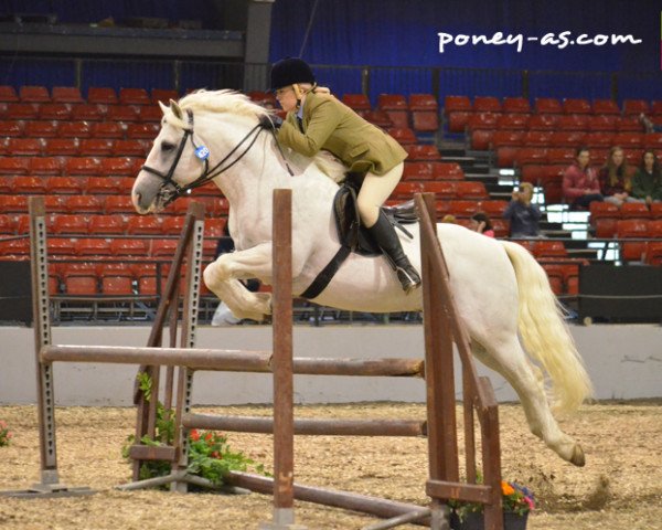 Deckhengst Plume de Kezeg (Connemara-Pony, 2003, von Janus)