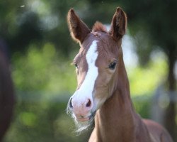 dressage horse Hengstfohlen von Bonds (Westphalian, 2020, from Bonds)