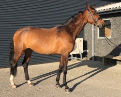 horse Quesira (Danish Warmblood, 2015, from Quinton)