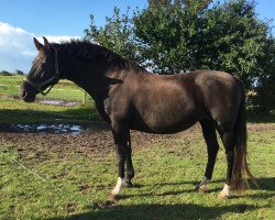 broodmare O-Camira (Danish Warmblood, 2002, from Calido I)