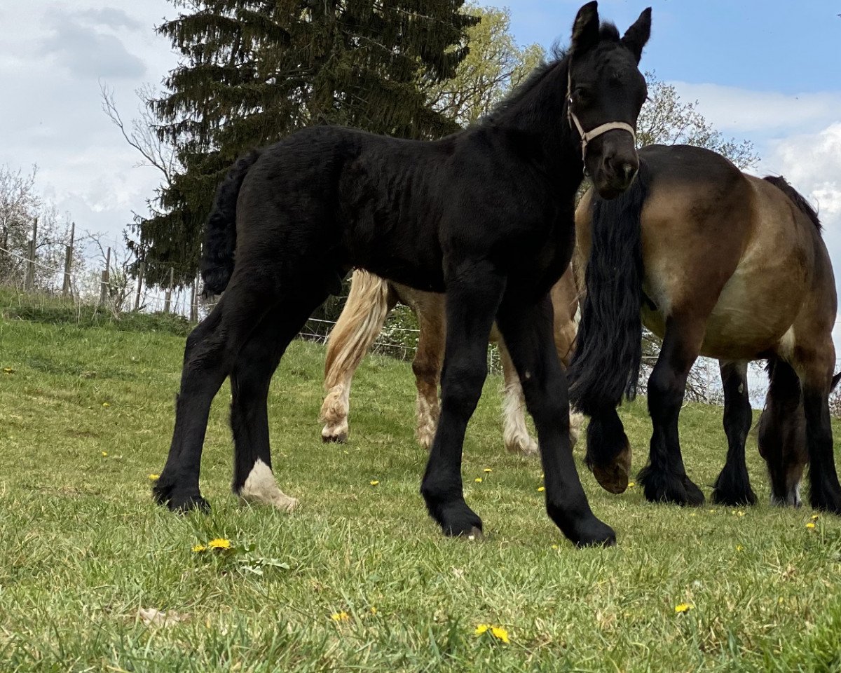 horse Franz von Fietje (Westphalian, 2020, from Fietje)