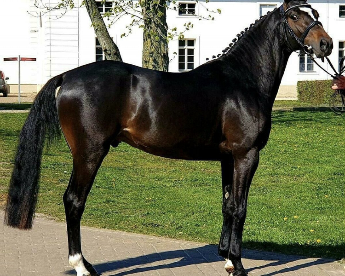 stallion Top Boy of Love (German Riding Pony, 2016, from Top Berlin)