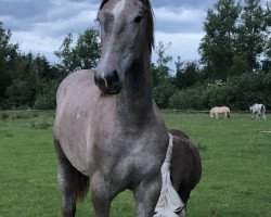 Zuchtstute Ayca (Deutsches Reitpferd, 2018, von Valerio)