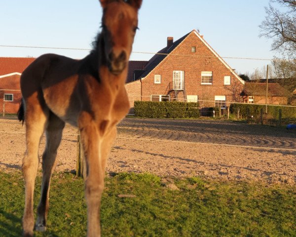 dressage horse Fräulein Smilla (Westphalian, 2020, from Fürst Samarant)