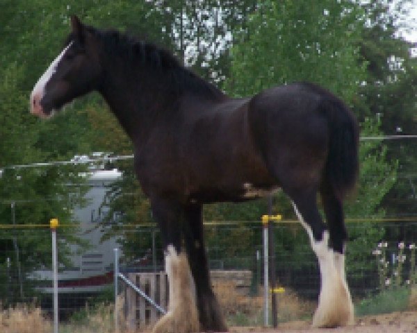 Pferd Loco Farm's G6 Turbo (Clydesdale, 2006, von Belleau W.S. Skip Away)