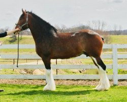 broodmare Brookside Grace (Clydesdale, 2014, from Irish Thunder's Celtic Dawson)