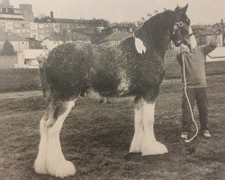 horse Live Oak Sensational Zeus (Clydesdale, 1991, from Doura Sensation)