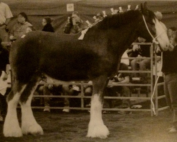 horse Live Oak Layla (Clydesdale, 1993, from Ayton Perfection)