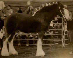 horse Live Oak Layla (Clydesdale, 1993, from Ayton Perfection)