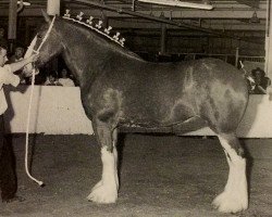 broodmare Live Oak Jillian (Clydesdale, 1993, from Doura Sensation)