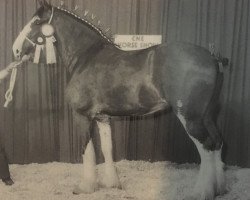 Pferd Live Oak Chelsey (Clydesdale, 1992, von Doura Sensation)