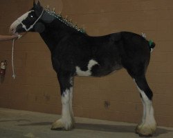 Pferd Little Giants Sarah (Clydesdale, 2005, von Armageddon's Lord David)