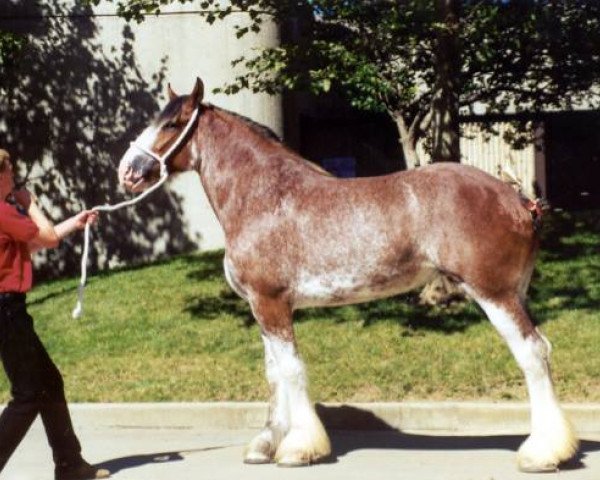 Zuchtstute Shining Meadows Sally (Clydesdale, 1989, von Jonesway Calendar Prince)