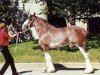 broodmare Shining Meadows Sally (Clydesdale, 1989, from Jonesway Calendar Prince)