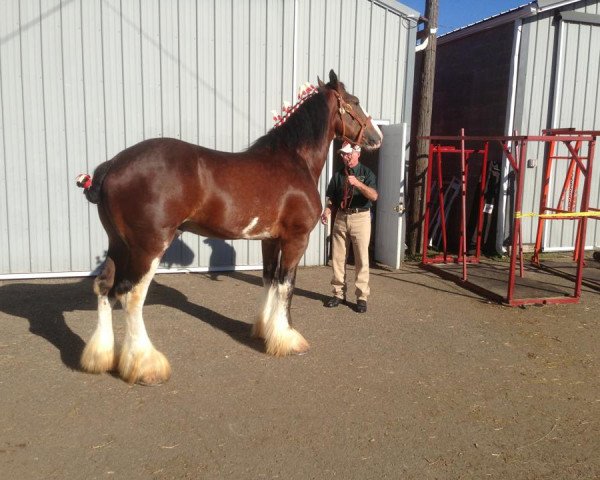 stallion Little Giants Luke (Clydesdale, 2009, from Shining Meadows Beau Zach)