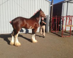 Deckhengst Little Giants Luke (Clydesdale, 2009, von Shining Meadows Beau Zach)