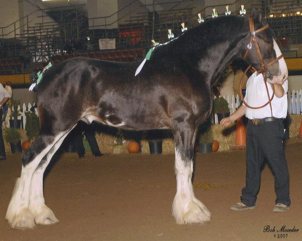 stallion Little Giants David (Clydesdale, 2004, from Armageddon's Lord Elijah)