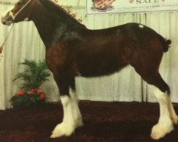 Pferd Little Giants Barbie (Clydesdale, 2009, von Little Giants David)