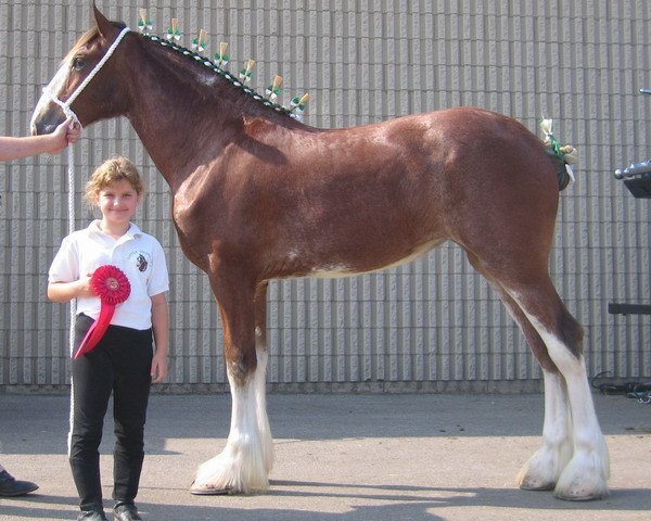 Pferd Little Giants Ariel (Clydesdale, 2006, von Armageddon's Lord Nebuchadnezzar)