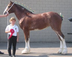 horse Little Giants Ariel (Clydesdale, 2006, from Armageddon's Lord Nebuchadnezzar)