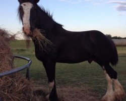 horse Little Creek Maximus (Clydesdale, 2008, from Misty Valley Sir Lad)