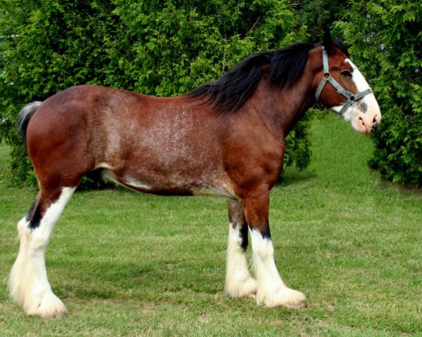 Pferd Linden Mastermind (Clydesdale, 2007, von Solomon's Scooter)