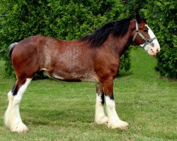 Pferd Linden Mastermind (Clydesdale, 2007, von Solomon's Scooter)