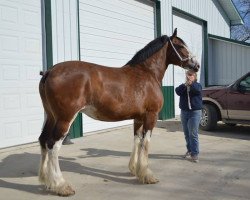 Zuchtstute Linden Hannah Too (Clydesdale, 2001, von Solomon's Scooter)