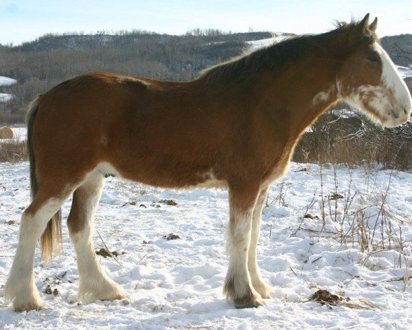 horse Lily's Sir El Rickards (Clydesdale, 2009, from Grandview Sir El Capitan)