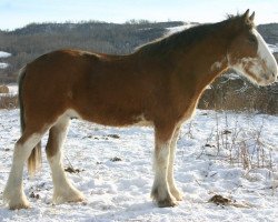 Pferd Lily's Sir El Rickards (Clydesdale, 2009, von Grandview Sir El Capitan)