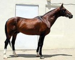 stallion Akjol 7 (Akhal-Teke, 1986, from Aktasch 1)