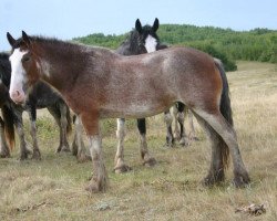 Zuchtstute Lily's Sir El Maggie (Clydesdale, 2010, von Grandview Sir El Capitan)