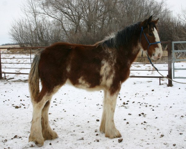 horse Lily's Sir El Lucy (Clydesdale, 2011, from Grandview Sir El Capitan)