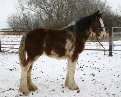 Pferd Lily's Sir El Lucy (Clydesdale, 2011, von Grandview Sir El Capitan)