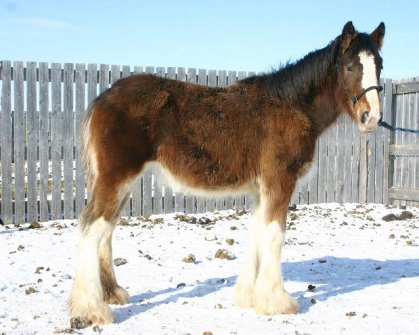 horse Lily's Catriona Thorsdottir (Clydesdale, 2013, from Renaissance Thor God of Thunder)